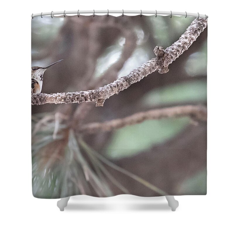 Hummingbird Shower Curtain featuring the photograph The Watcher by Laura Putman