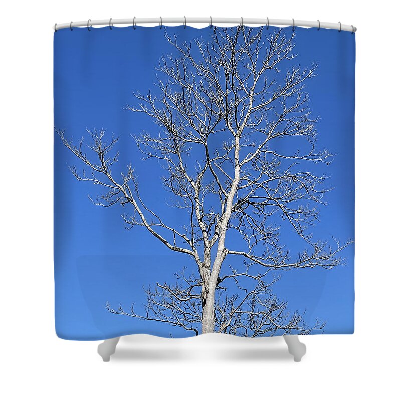 Tree Shower Curtain featuring the photograph The Young Lady by Lee Darnell