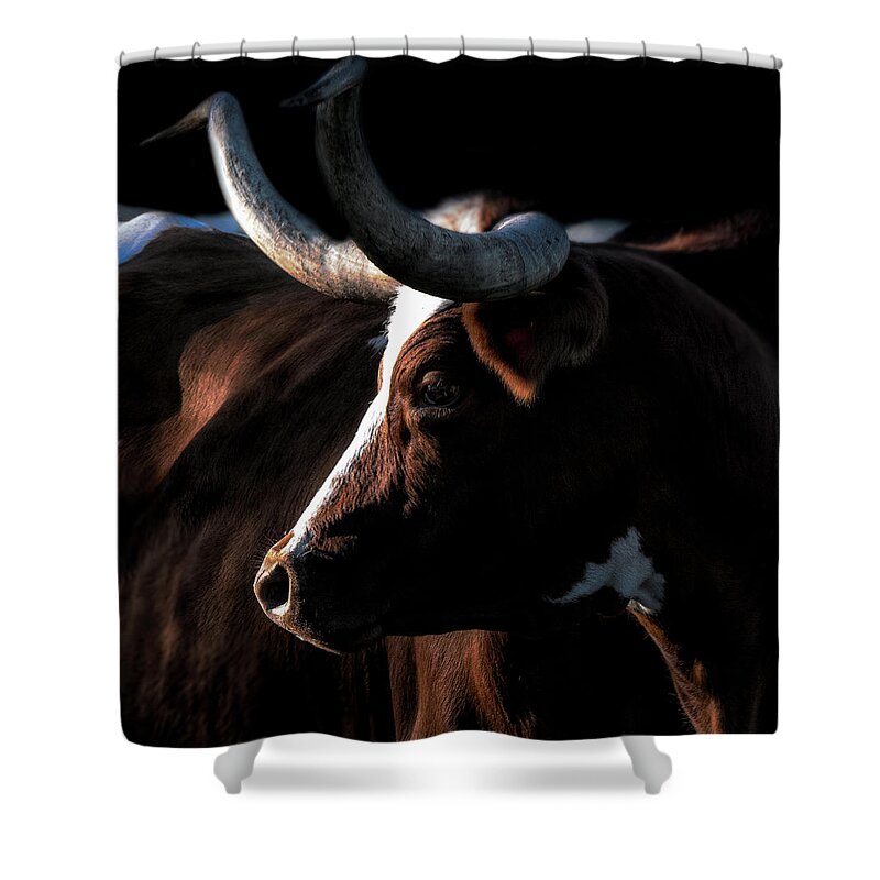 Longhorn Shower Curtain featuring the photograph Thelma by Pamela Steege