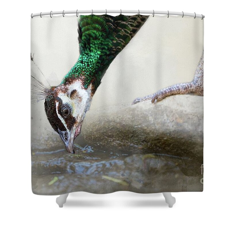 Peacock Shower Curtain featuring the photograph Thirsty Peacock by Eva Lechner