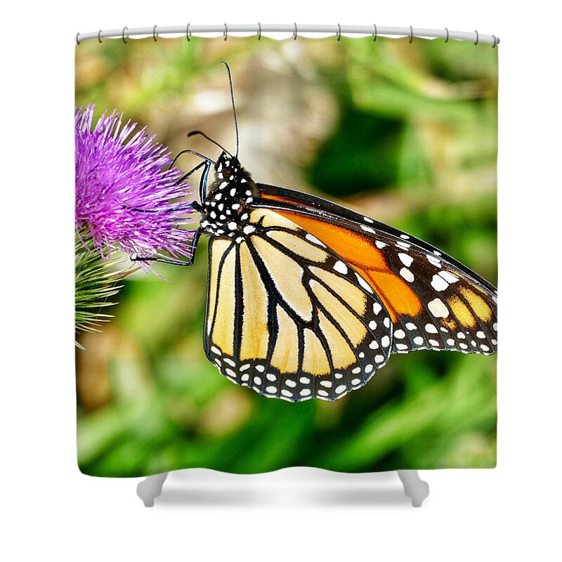 Butterfly Shower Curtain featuring the photograph Thistle Do by Mark Truman