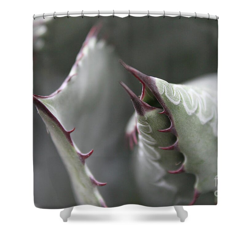 Succulent Shower Curtain featuring the photograph Thorns by Susan Vineyard