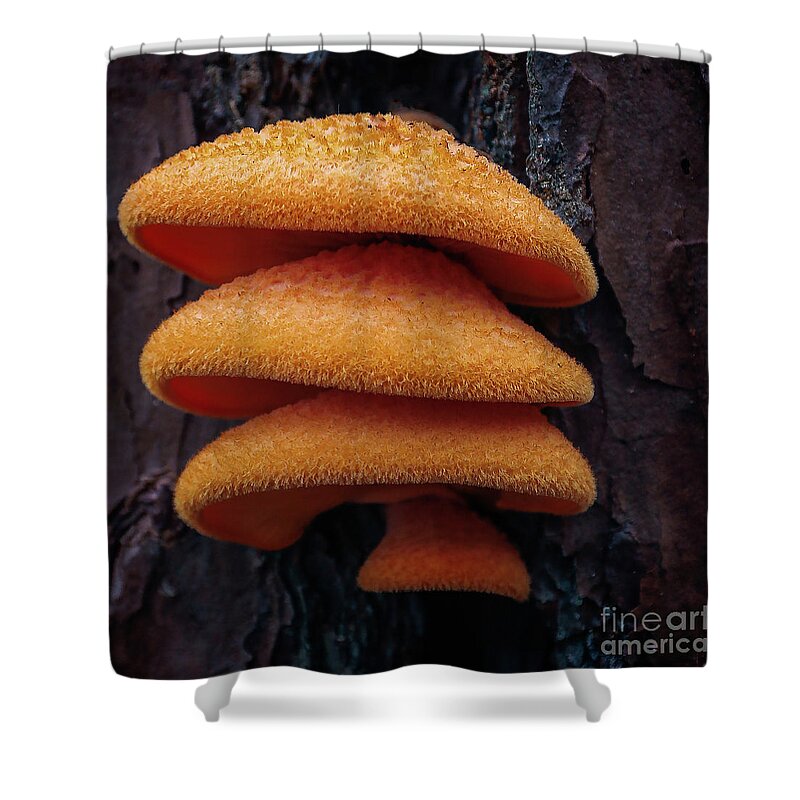 Fungi Shower Curtain featuring the photograph Three Amigos by Doug Sturgess