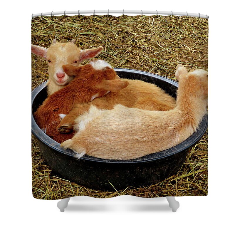 Goats Shower Curtain featuring the photograph Three Baby Goats in a Bowl by Linda Stern