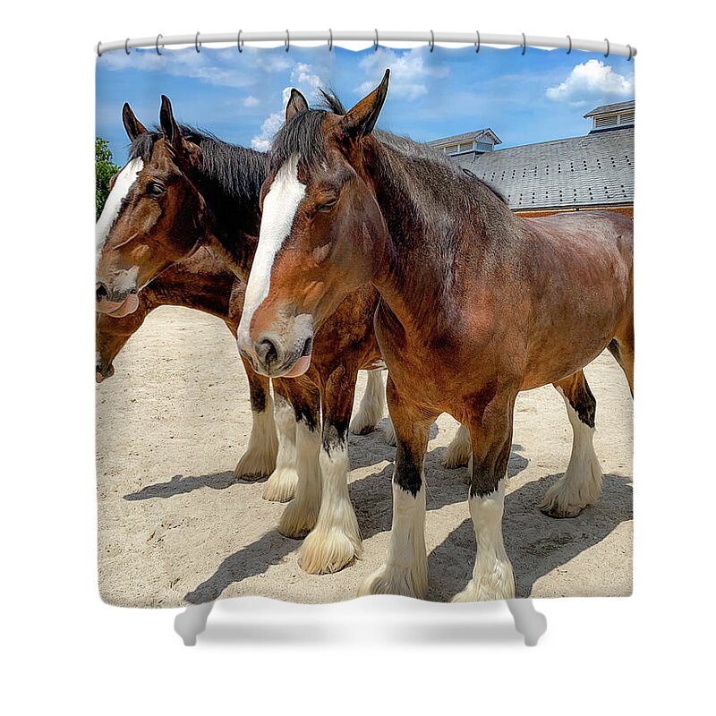 Horses Shower Curtain featuring the photograph Three Clydesdales by Lora J Wilson