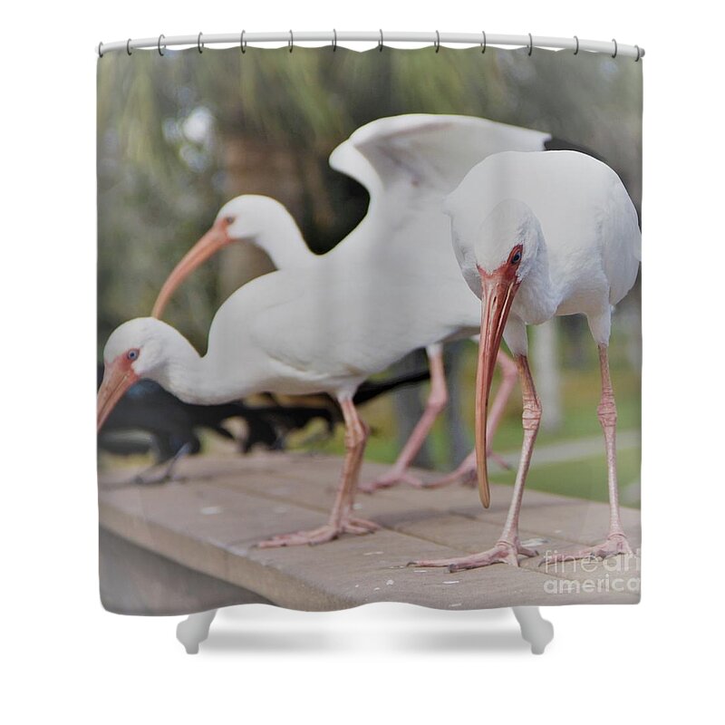 Three Shower Curtain featuring the photograph Three Contemplating Ibis Birds by Philip And Robbie Bracco