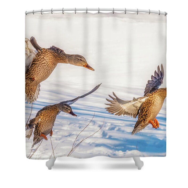 Geese Shower Curtain featuring the photograph Three Geese Landing by Lorraine Cosgrove