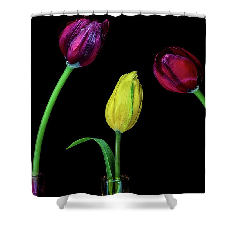 Tulip Shower Curtain featuring the photograph Three by Judi Kubes