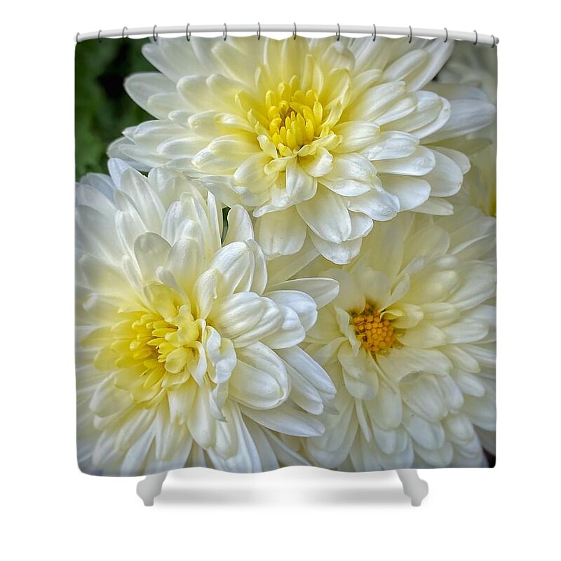 White And Yellow Mums Shower Curtain featuring the photograph Mums by Jerry Abbott
