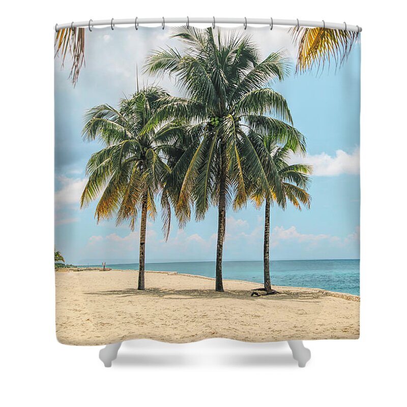 Palm Trees Shower Curtain featuring the photograph Three Palms by Susan Hope Finley