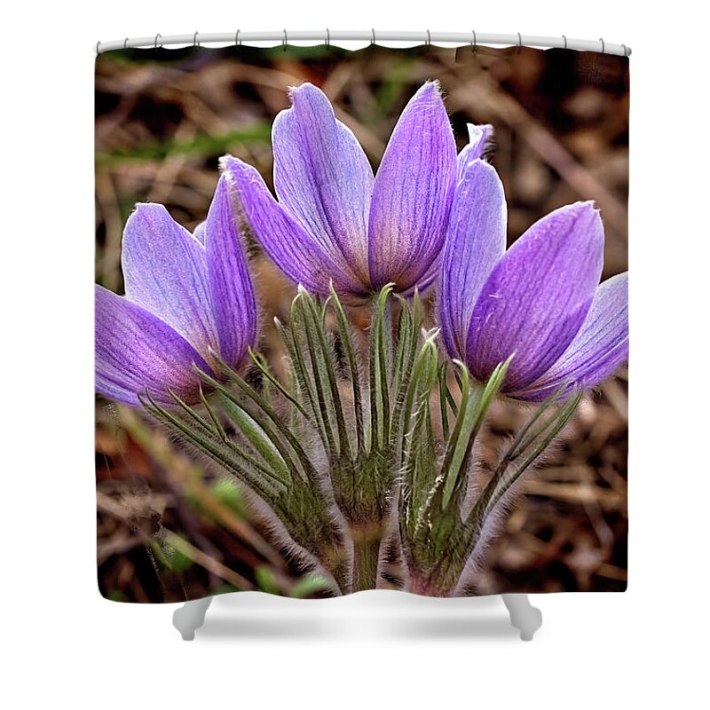 Pasque Flowers Shower Curtain featuring the photograph Three Pasques by Bob Falcone