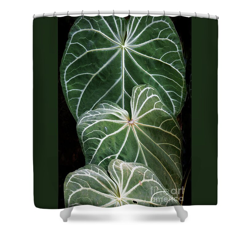 Tropic Shower Curtain featuring the photograph Three Tropical Fronds by Ellen Cotton