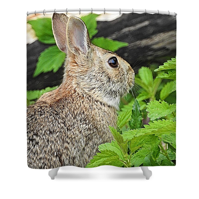 Thumper Shower Curtain featuring the photograph Thumper by Kathy M Krause