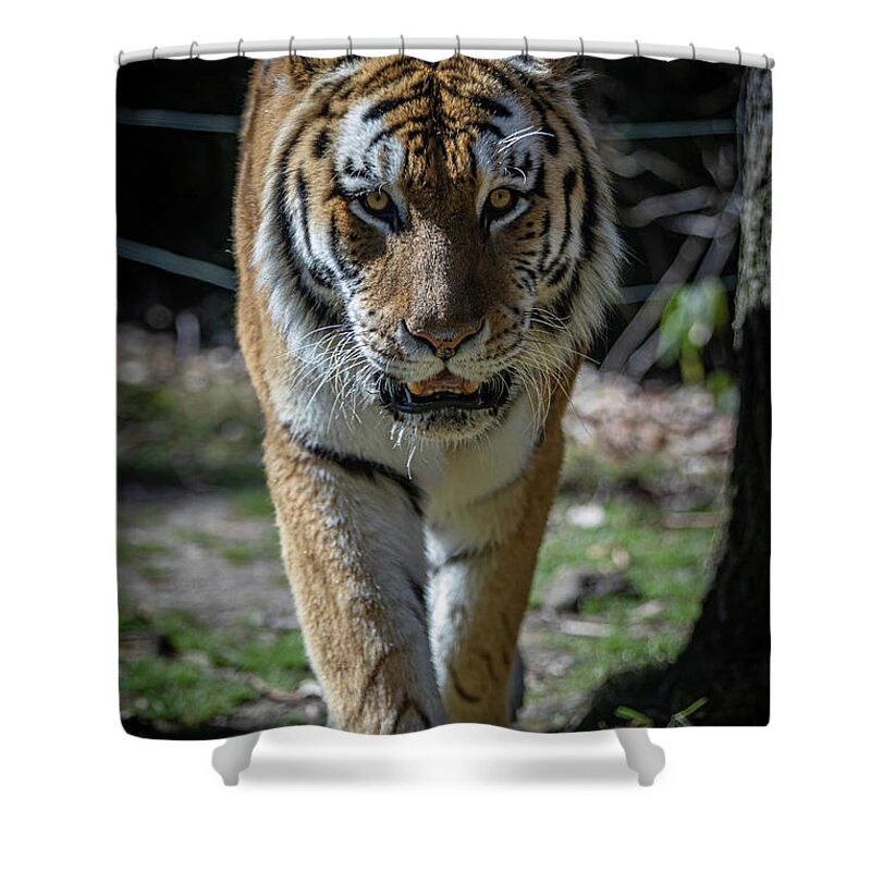 Tiger Shower Curtain featuring the photograph Tiger by Erin O'Keefe