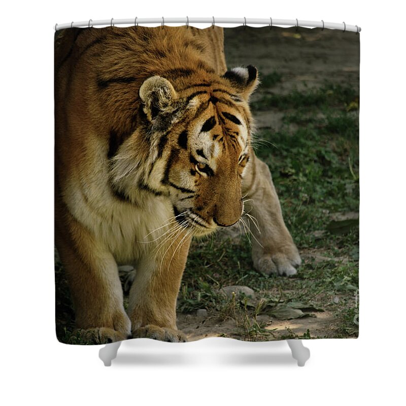 Tiger Shower Curtain featuring the photograph Tiger in nature by Mendelex Photography