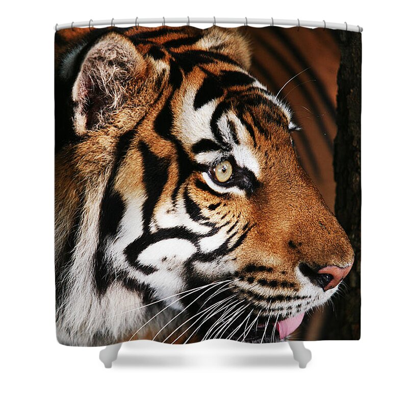Tiger Shower Curtain featuring the photograph Tiger Profile by Brad Barton