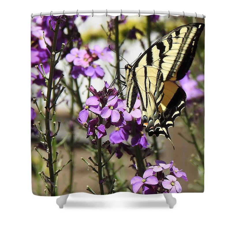 Tiger Swallowtail Butterfly Shower Curtain featuring the photograph Tiger Swallowtail by Sandra Peery
