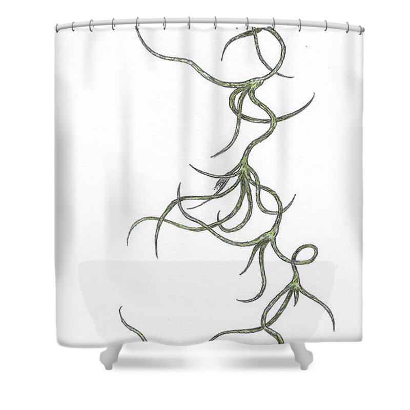 Tillandsia Shower Curtain featuring the drawing Tillandsia usneoides by Teresamarie Yawn
