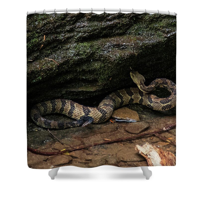 Brevard Shower Curtain featuring the photograph Timber Rattler by Melissa Southern
