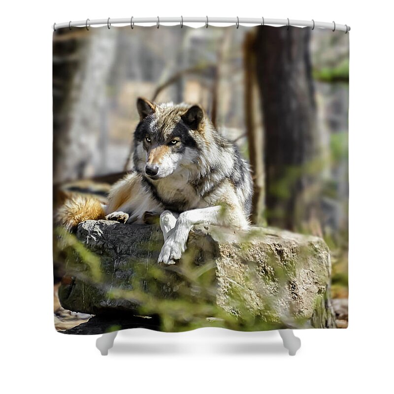 Canine Shower Curtain featuring the photograph Timber Wolf Portrait by Anthony Sacco