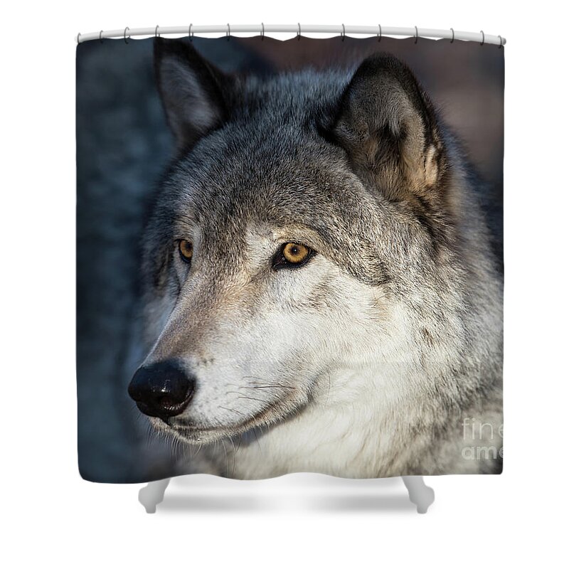 Winter Shower Curtain featuring the photograph Timber Wolf - Portrait by Rehna George
