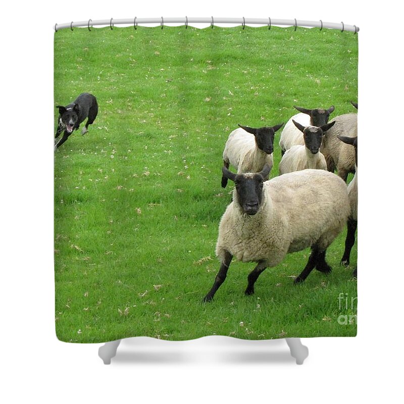 Canine Mammal Shower Curtain featuring the photograph Time to Turn by World Reflections By Sharon