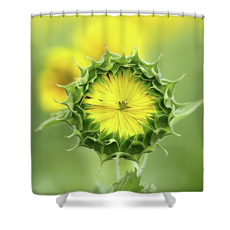 Sunflower Shower Curtain featuring the photograph Time To Wake Up by Lens Art Photography By Larry Trager