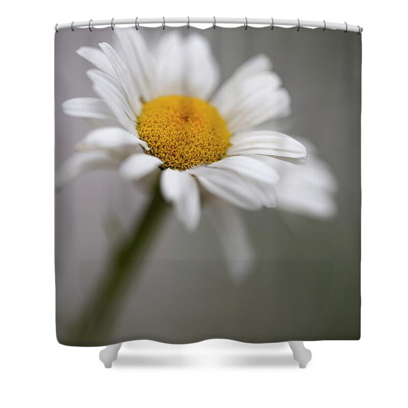 Wall Art Shower Curtain featuring the photograph Tiny Flower by Marlo Horne