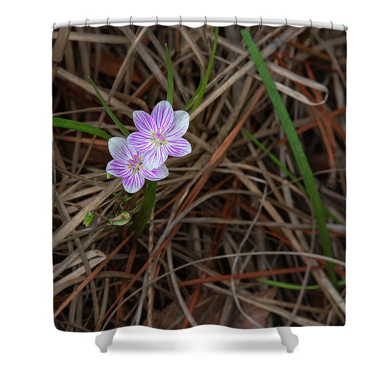Bloom Shower Curtain featuring the photograph Tiny Spring Beauty Blossoms by Karen Rispin