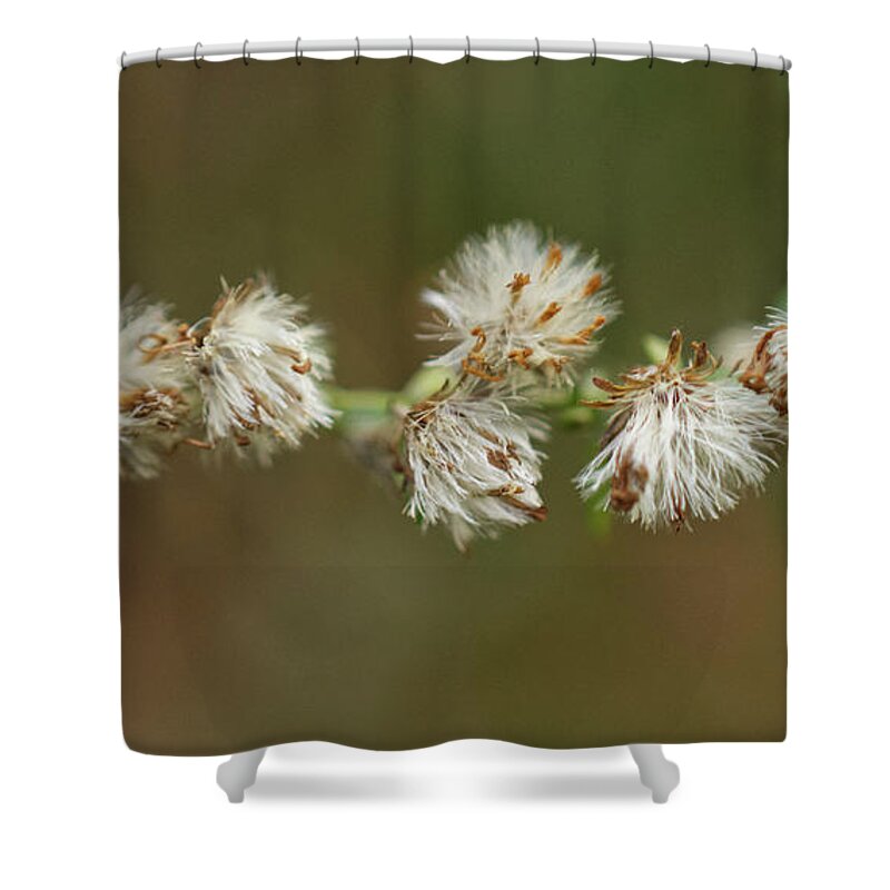 Tiny White Wild Asters Dried Shower Curtain featuring the photograph Tiny White Wild Asters Dried by Iris Richardson