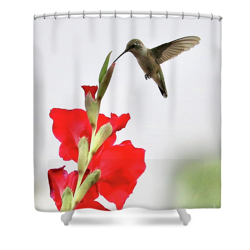 Hummingbird Shower Curtain featuring the photograph Tip Top Hummingbird by Carol Groenen