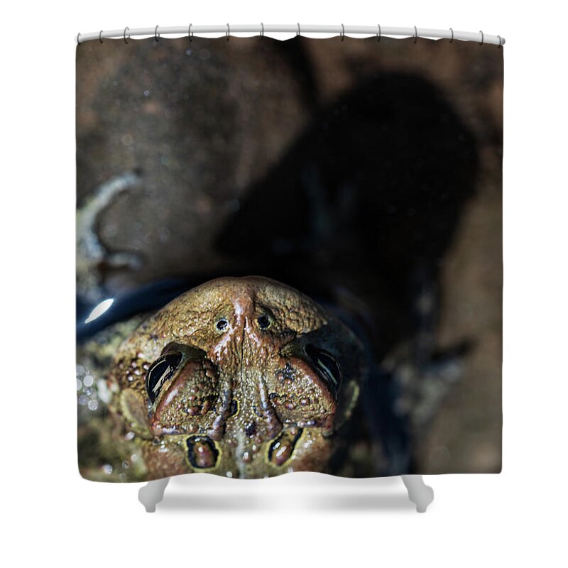 Toad Shower Curtain featuring the photograph Toad On The Beach by Amelia Pearn