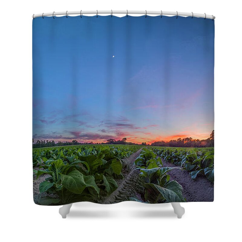 Sunset Shower Curtain featuring the photograph Tobacco Sunset by Melissa Southern