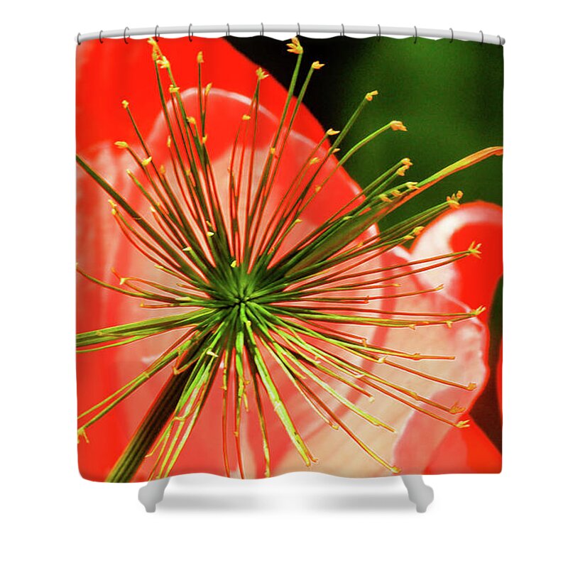Flower Shower Curtain featuring the photograph Together by Windshield Photography