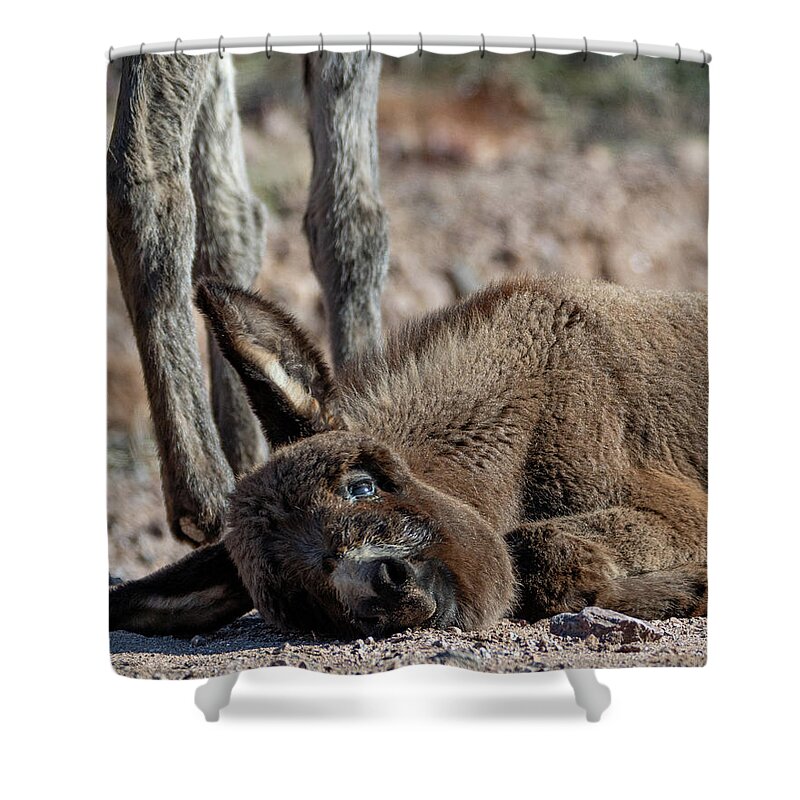 Wild Burros Shower Curtain featuring the photograph Too Much Cute by Mary Hone