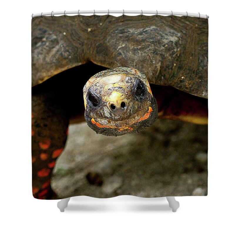 Tortoise St. Maartin Shower Curtain featuring the photograph Tortoise in St. Maarten by David Morehead