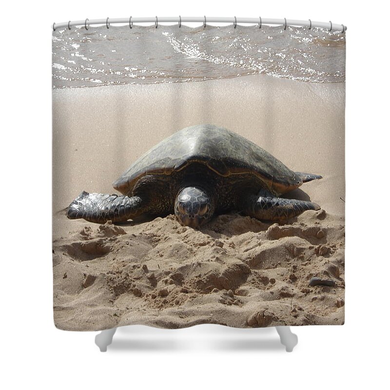  Shower Curtain featuring the photograph Tortoise by Kristy Urain
