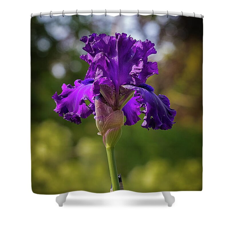 Color Shower Curtain featuring the photograph Totally Purple Iris by Jean Noren