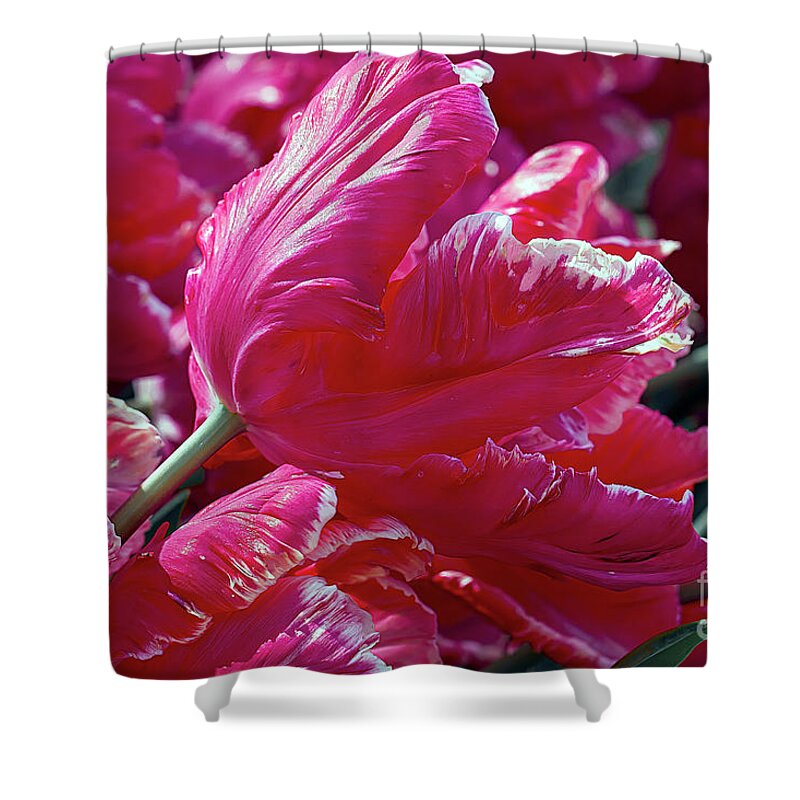 Tulips Shower Curtain featuring the photograph Totally Tulips by Elaine Teague