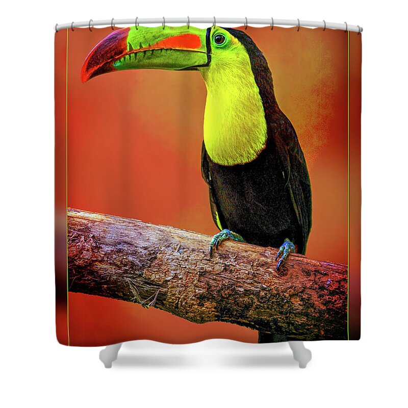 Toucan Shower Curtain featuring the photograph Toucan by Bill Barber