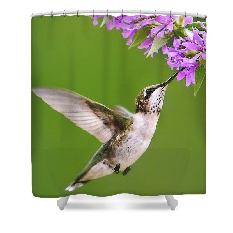 Hummingbird Shower Curtain featuring the digital art Touched Hummingbird by Christina Rollo