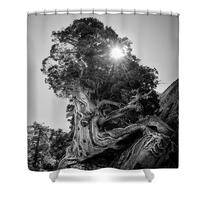 Pine Shower Curtain featuring the photograph Tough Place by Lawrence Knutsson