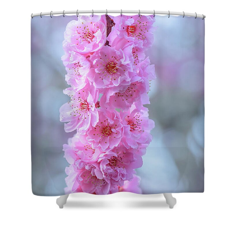 Cherry Tree Shower Curtain featuring the photograph Tower of Cherry Blossoms by Nancy Gleason