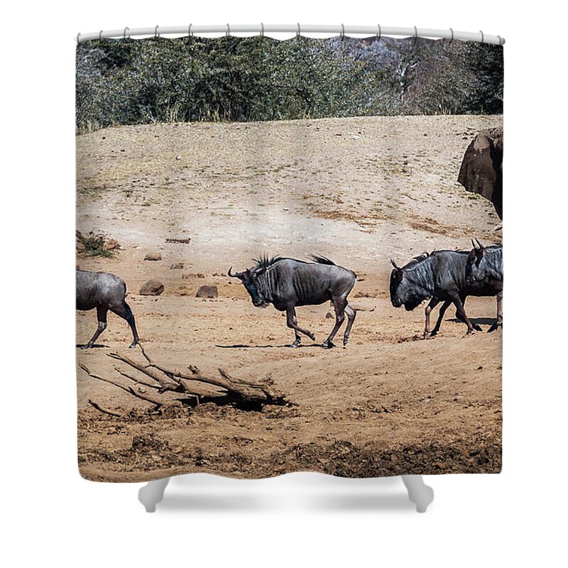 Shower Curtain featuring the photograph Trafic at the waterhole by Claudio Maioli