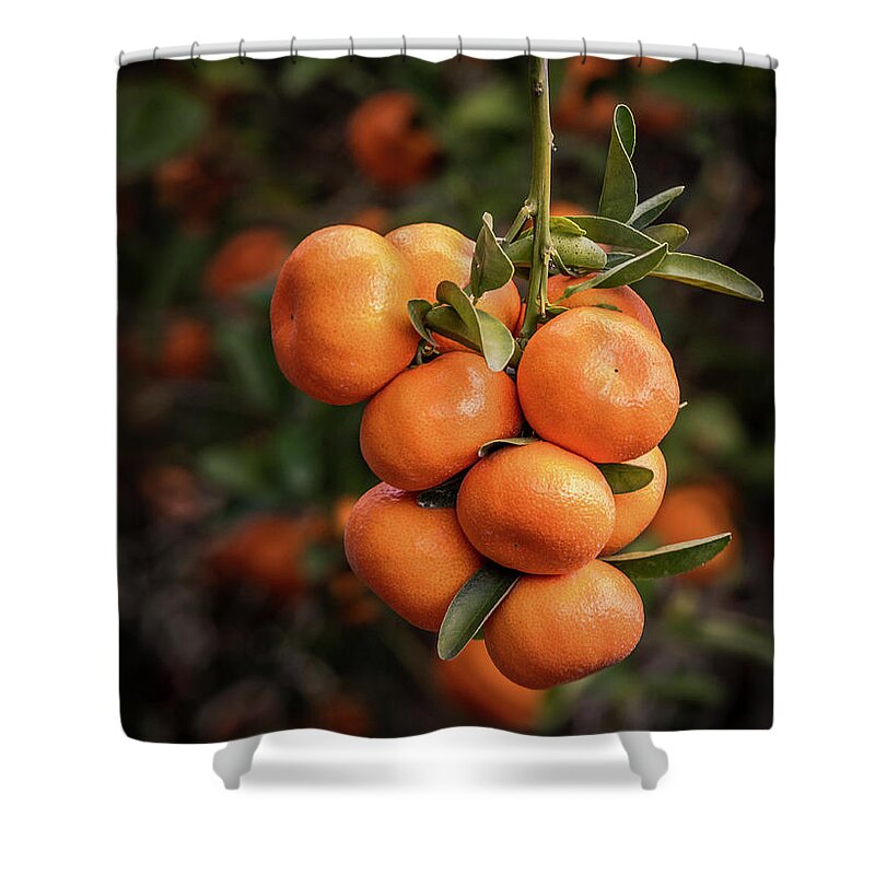 Tangerine Shower Curtain featuring the photograph Tree Branch With Ripe Tangerines by Elvira Peretsman