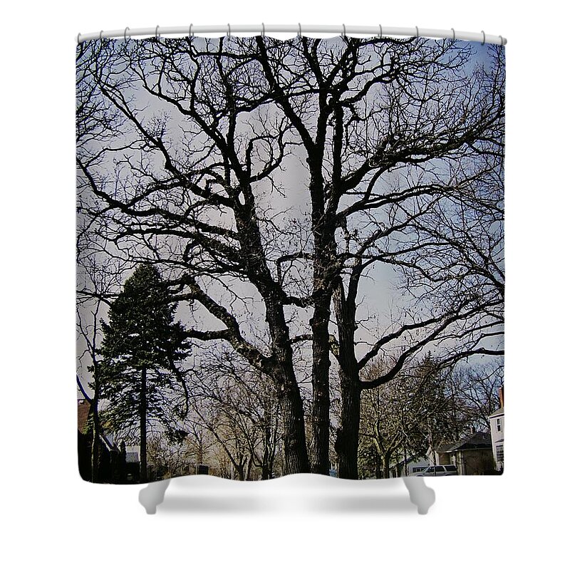 Landscape Shower Curtain featuring the photograph Tree Branches Stretch Into the Sky by Frank J Casella