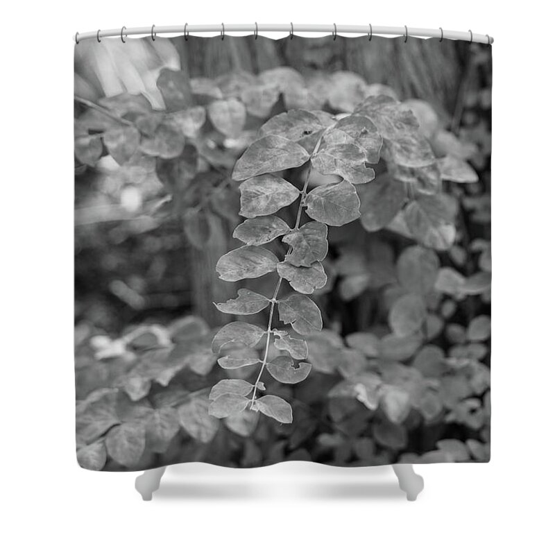 Photography Shower Curtain featuring the photograph Tree Decor by Mary Anne Delgado
