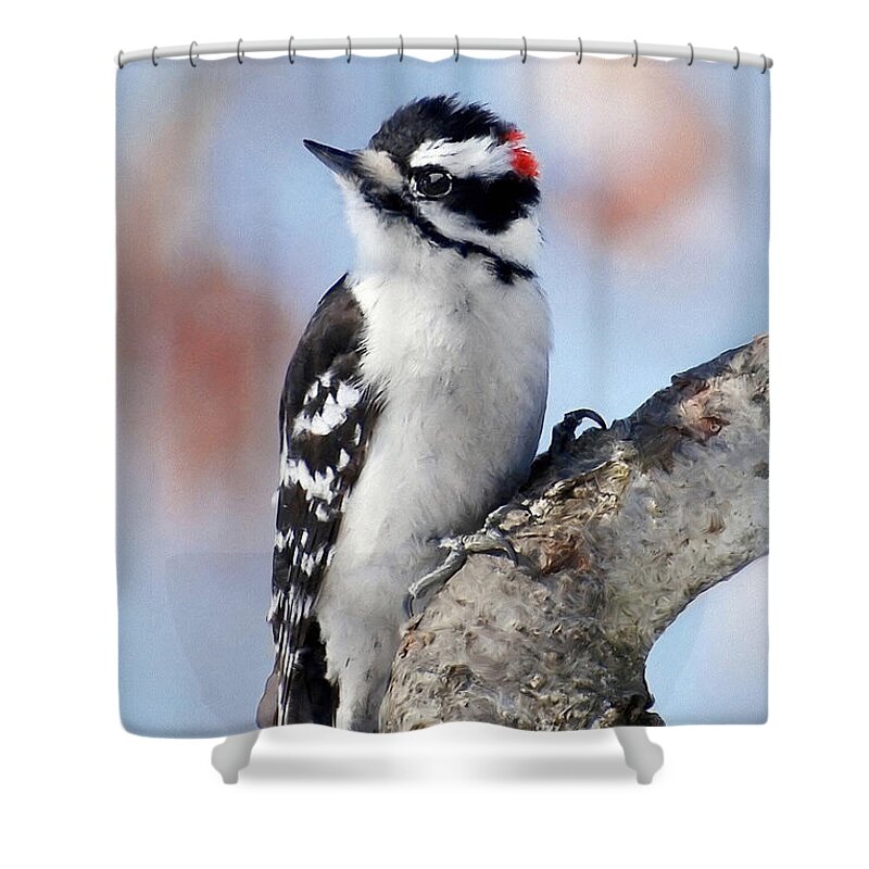 Bird Shower Curtain featuring the painting Tree Huggin' Nut Lover by Christina Rollo