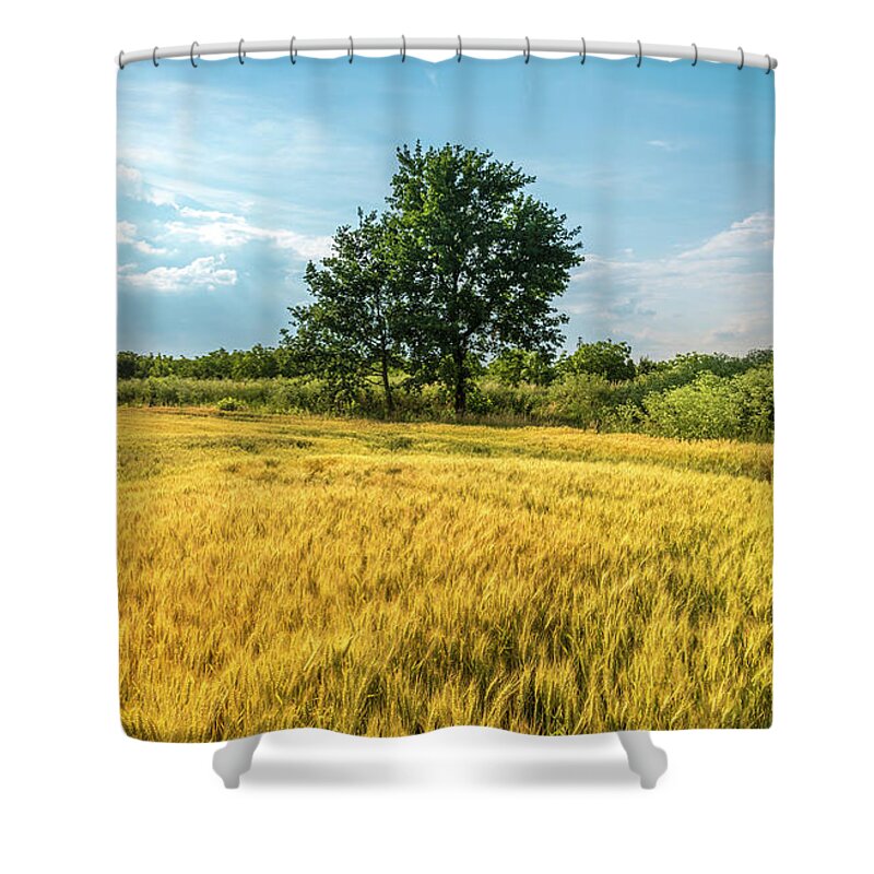 Wheat Shower Curtain featuring the photograph Tree in wheat field in summer by Jelena Jovanovic