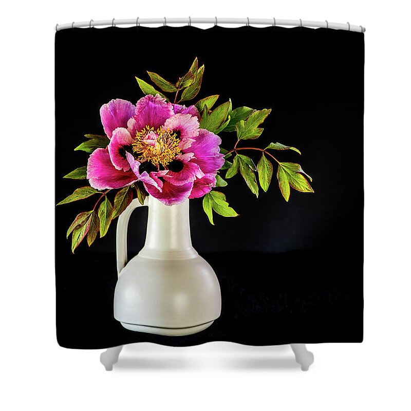 Tree Peony Shower Curtain featuring the photograph Tree peony in full blown Lan He Paeonia suffruticosa rockii i by Torbjorn Swenelius